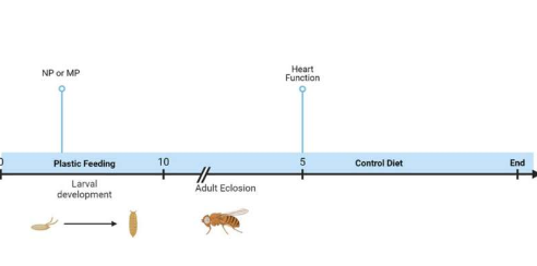 果蠅攝入的微塑料和納米塑料會(huì)導(dǎo)致心臟大小和功能發(fā)生變化