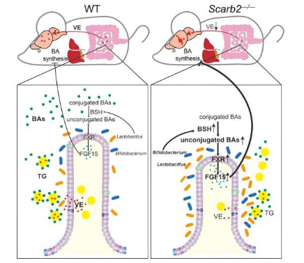 腸道菌群失調會損害 Scarb2 缺乏癥相關神經退行性疾病中的腸道更新和脂質吸收