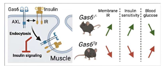 研究結果揭示了導致胰島素抵抗的細胞機制
