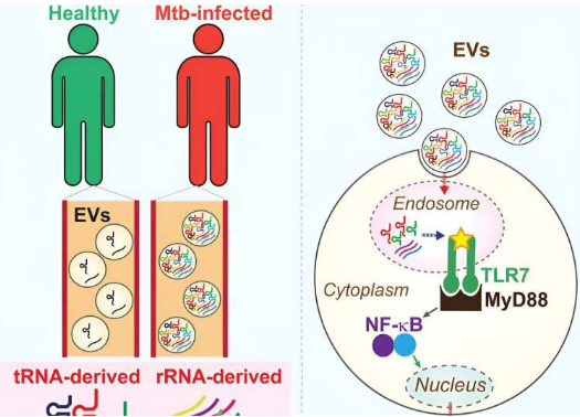 發(fā)現(xiàn)小RNA可以增強(qiáng)對(duì)結(jié)核病的免疫反應(yīng)