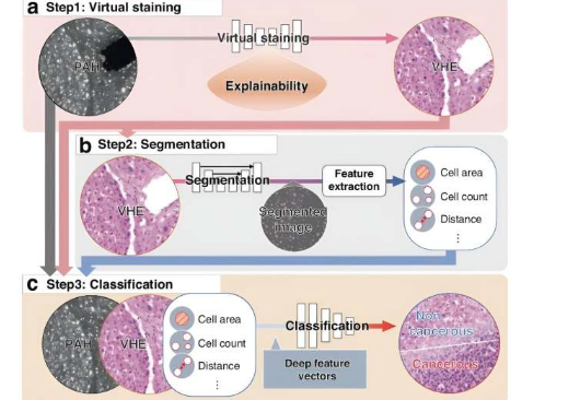 超越傳統(tǒng)病理學(xué) 無標記組織學(xué)與人工智能相結(jié)合