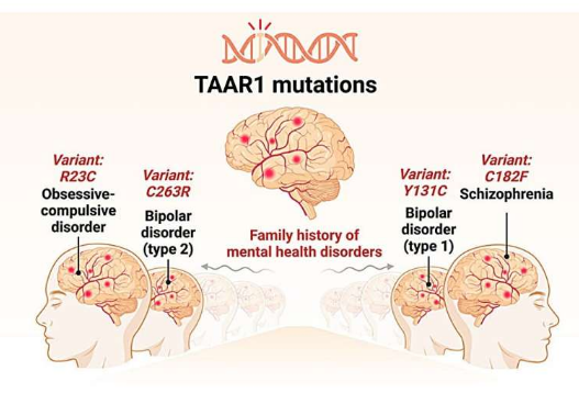 研究人員認為TAAR1 基因突變可能是理解神經(jīng)精神疾病的缺失環(huán)節(jié)