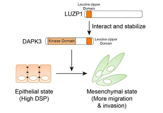 DAPK3 成為三陰性乳腺癌細胞遷移的新調(diào)節(jié)劑