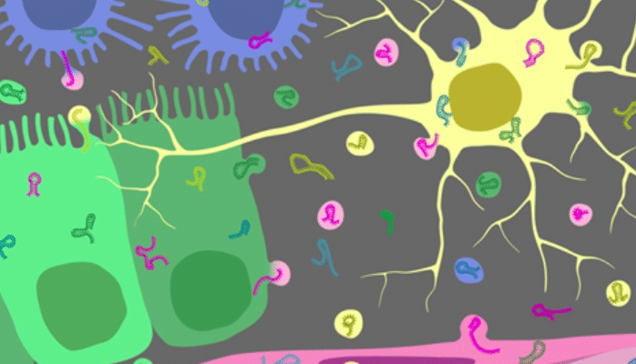 循環(huán)microRNA的提取及第二部分分離方法