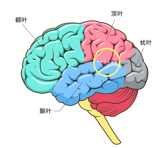 與空間意識和規(guī)劃相關的大腦區(qū)域也在決策中發(fā)揮作用