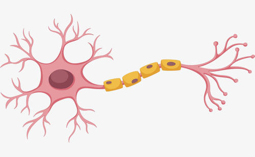 是什么讓神經(jīng)細(xì)胞明白無誤