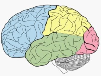 科學家預測大腦區(qū)域會刺激不同大腦狀態(tài)之間的轉換