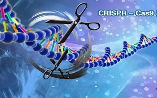 改良的CRISPR基因編輯工具可改善HIV與鐮狀細(xì)胞病的治療方法