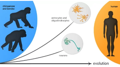 研究人員在單細(xì)胞水平上探索人腦的進(jìn)化
