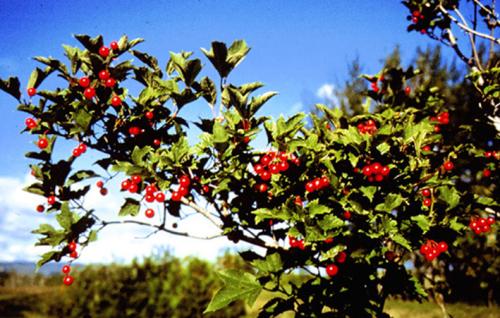 蔓越莓與抗生素聯(lián)合起來對抗細(xì)菌