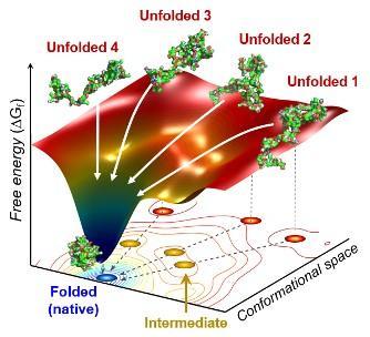 研究人員已使用X射線方法來跟蹤蛋白質的折疊方式